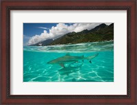 Framed Sharks in the Pacific Ocean, Moorea, Tahiti, French Polynesia