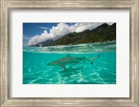 Framed Sharks in the Pacific Ocean, Moorea, Tahiti, French Polynesia