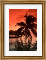 Framed Palm Trees at Sunset, Moorea, Tahiti, French Polynesia