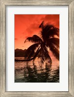 Framed Palm Trees at Sunset, Moorea, Tahiti, French Polynesia