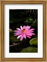 Framed Close-up of Water Lily Flower in a Pond, Tahiti, French Polynesia