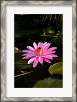 Framed Close-up of Water Lily Flower in a Pond, Tahiti, French Polynesia