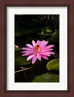 Framed Close-up of Water Lily Flower in a Pond, Tahiti, French Polynesia