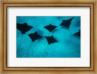 Framed Eagle Rays Swimming in the Pacific Ocean, Tahiti, French Polynesia