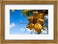 Framed Coconuts Hanging on a Tree, Bora Bora, French Polynesia