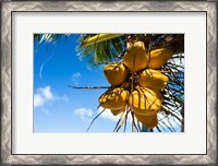 Framed Coconuts Hanging on a Tree, Bora Bora, French Polynesia