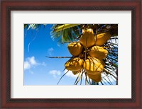 Framed Coconuts Hanging on a Tree, Bora Bora, French Polynesia