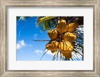 Framed Coconuts Hanging on a Tree, Bora Bora, French Polynesia