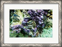Framed Coral Reef in the Pacific Ocean, Tahiti, French Polynesia