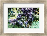 Framed Coral Reef in the Pacific Ocean, Tahiti, French Polynesia