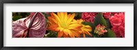 Framed Close-up of Red Anthurium, Gerbera Daisy and Red Hydrangeas