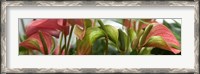 Framed Close-up of Anthurium Plant