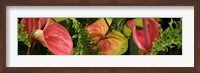 Framed Close-up of Anthurium Plant and Fern Leaves