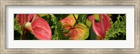 Framed Close-up of Anthurium Plant and Fern Leaves