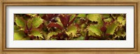 Framed Close-up of Coleus Leaves