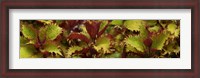 Framed Close-up of Coleus Leaves