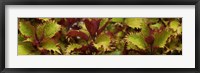 Framed Close-up of Coleus Leaves