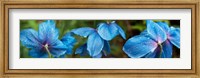 Framed Close-up of Himalayan Poppy
