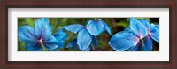 Framed Close-up of Himalayan Poppy