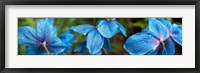 Framed Close-up of Himalayan Poppy