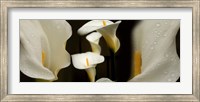 Framed Close-up of Calla Lily Flowers