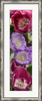 Framed Close-up of Tulip flowers