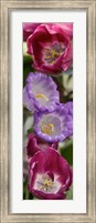Framed Close-up of Tulip flowers