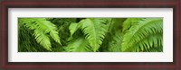 Framed Close-up of Ferns