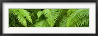 Framed Close-up of Ferns