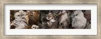 Framed Close-up of Assorted Owls