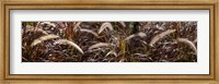 Framed Close-up of Ornamental Grass