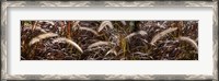 Framed Close-up of Ornamental Grass