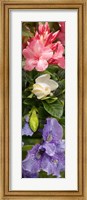 Framed Close-up of Rhododendron and Iris flowers