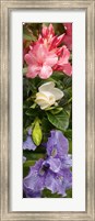 Framed Close-up of Rhododendron and Iris flowers