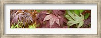Framed Close-up of Japanese Maple Leaves