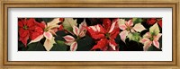Framed Close-up of Poinsettia Flowers