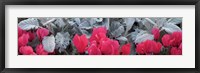 Framed Close-up of Pink Cyclamen and Silver Dust Leaves