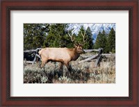Framed Elk in Field, Grand Teton National Park, Wyoming