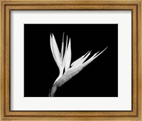 Framed Still-life  of a Bird of Paradise Flower (BW)