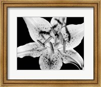 Framed Close up of Lily flower (BW)