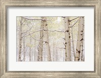 Framed Autumn Aspens With Snow, Colorado