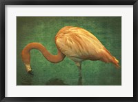 Framed Caribbean Flamingo