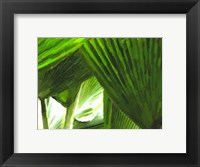 Framed Painted Ferns I