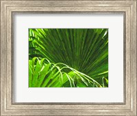 Framed Painted Ferns II