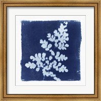 Framed Flora Cyanotype I