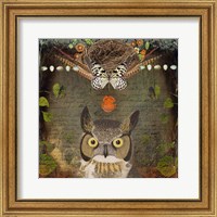 Framed Deep Forest Owl
