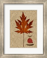 Framed Leaf Study I