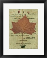 Leaf Study II Framed Print