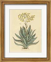 Framed Herbal Botanical XXXI