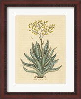 Framed Herbal Botanical XXXI